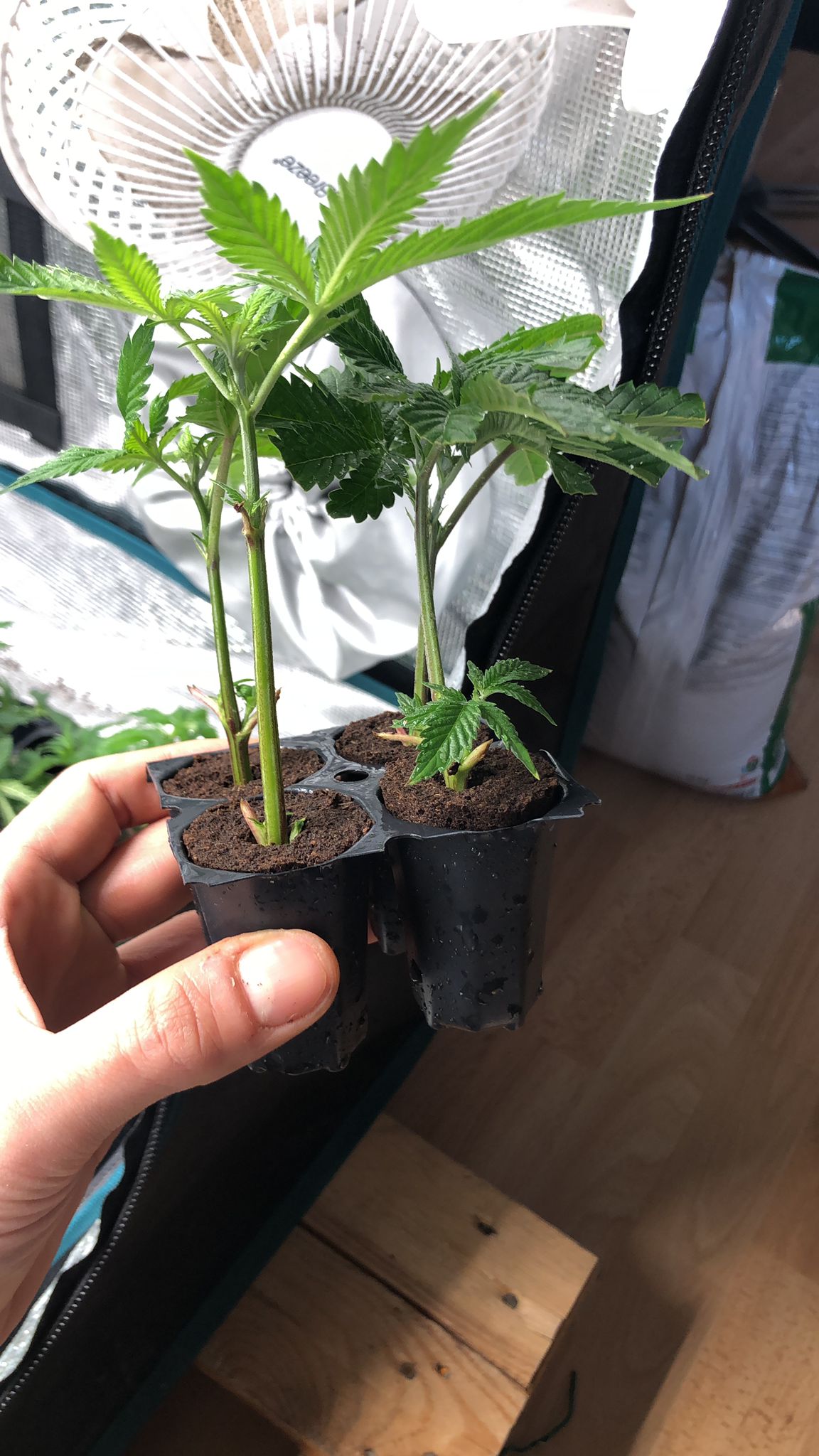 Grow-Castle